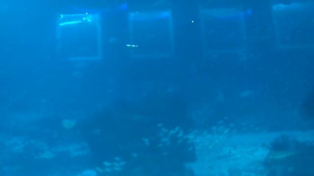 SEA Aquarium Singapore 2020 , Resorts World Sentosa, #Singapore смотреть онлайн