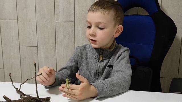 ЕДА ДЛЯ БОГОМОЛА В ДОМАШНИХ УСЛОВИЯХ. ЧЕМ КОРМИТЬ БОГОМОЛА смотреть онлайн