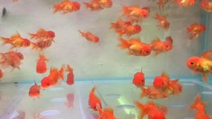 Золотая рыбка Оранда красная размер 7-8 см. Oranda Red