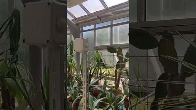 оранжерея кактусов в ботаническом саду Петра Великого, Санкт-Петербург смотреть онлайн