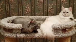 Сибирский кот и Невская маскарадная