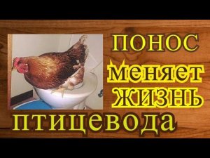 Жидкий помёт? Клетка или пол? Поддоны?