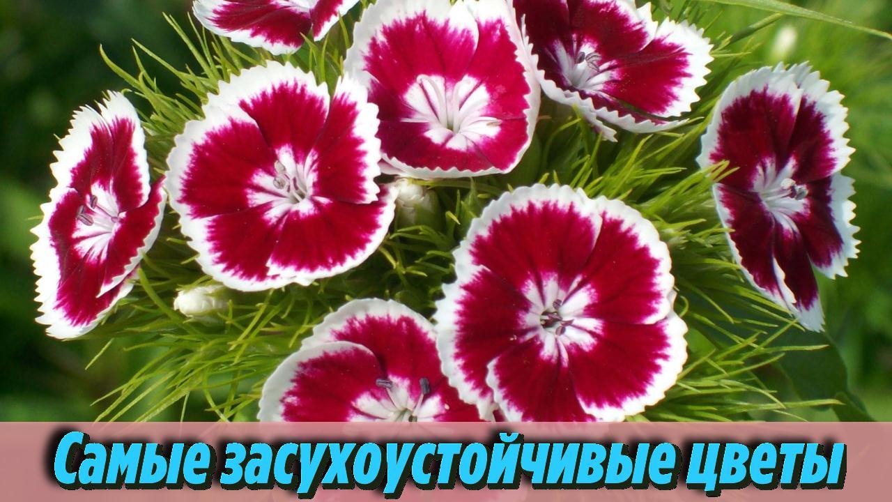Посадила и забыла! Цветы без полива Самые неприхотливые цветы для клумбы на даче Интересно знать
