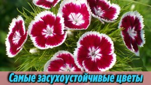 Посадила и забыла! Цветы без полива Самые неприхотливые цветы для клумбы на даче Интересно знать
