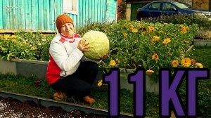 Мегатон и Ринда. Какая капуста тяжелее?