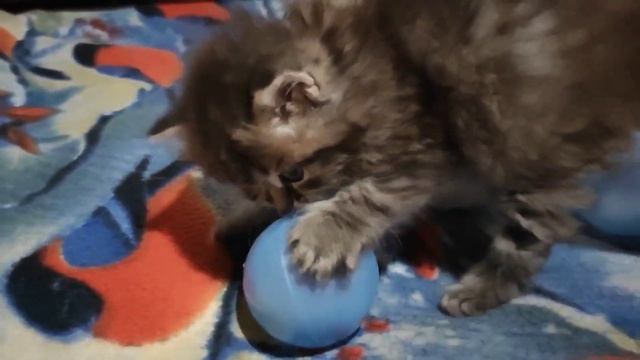 Забавные котята играют ? funny kittens