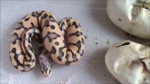 Cutting Ball Python Eggs Early