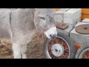 КАКИЕ ПЛАНЫ ПО ОСЛИКУ НУЖНО СЕДЛО