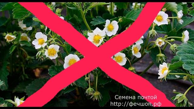 Подкормки клубники борной кислотой.  Рецепты и время проведени