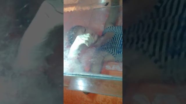 Улитки породы какашки смотреть онлайн