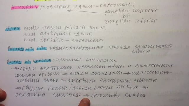 Билет 045. БЛУЖДАЮЩИЙ НЕРВ: ЯДРА, ХОД, ВЕТВИ ГОЛОВНОГО И ШЕЙНОГО ОТДЕЛОВ.