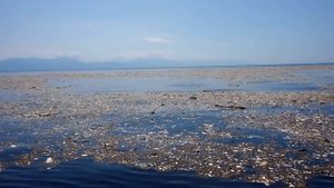 Проблема пластикового загрязнения.  Как пластик влияет на наше здоровье?