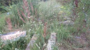 Бывшая ж/д Псков – Гдов; вытяжной тупик станции Запсковье