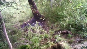 Бурундук и мышь