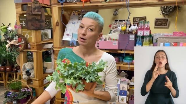 Необычный папоротник { СУРДОПЕРЕВОД } Флебодиум Давана - познакомимся поближе