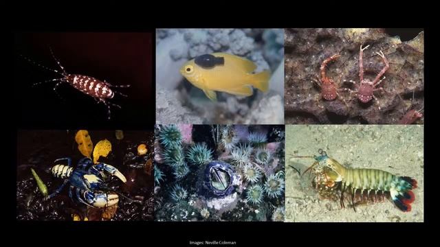 Science Live! All About Queensland Museum, home of the World Science Festival Brisbane смотреть онлайн