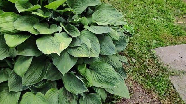 Почему этот бутон на розе нужно обязательно удалять смотреть онлайн