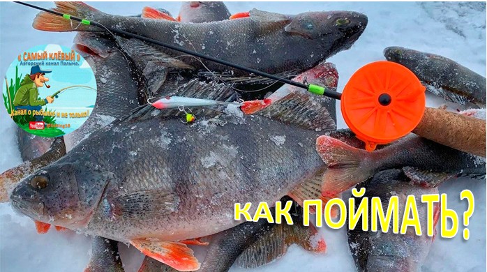 Как, где, когда ловить окуня зимой на балансир?