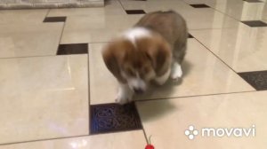 щенок корги 2,5 месяца