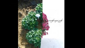 Ампельная хризантема 2020 год