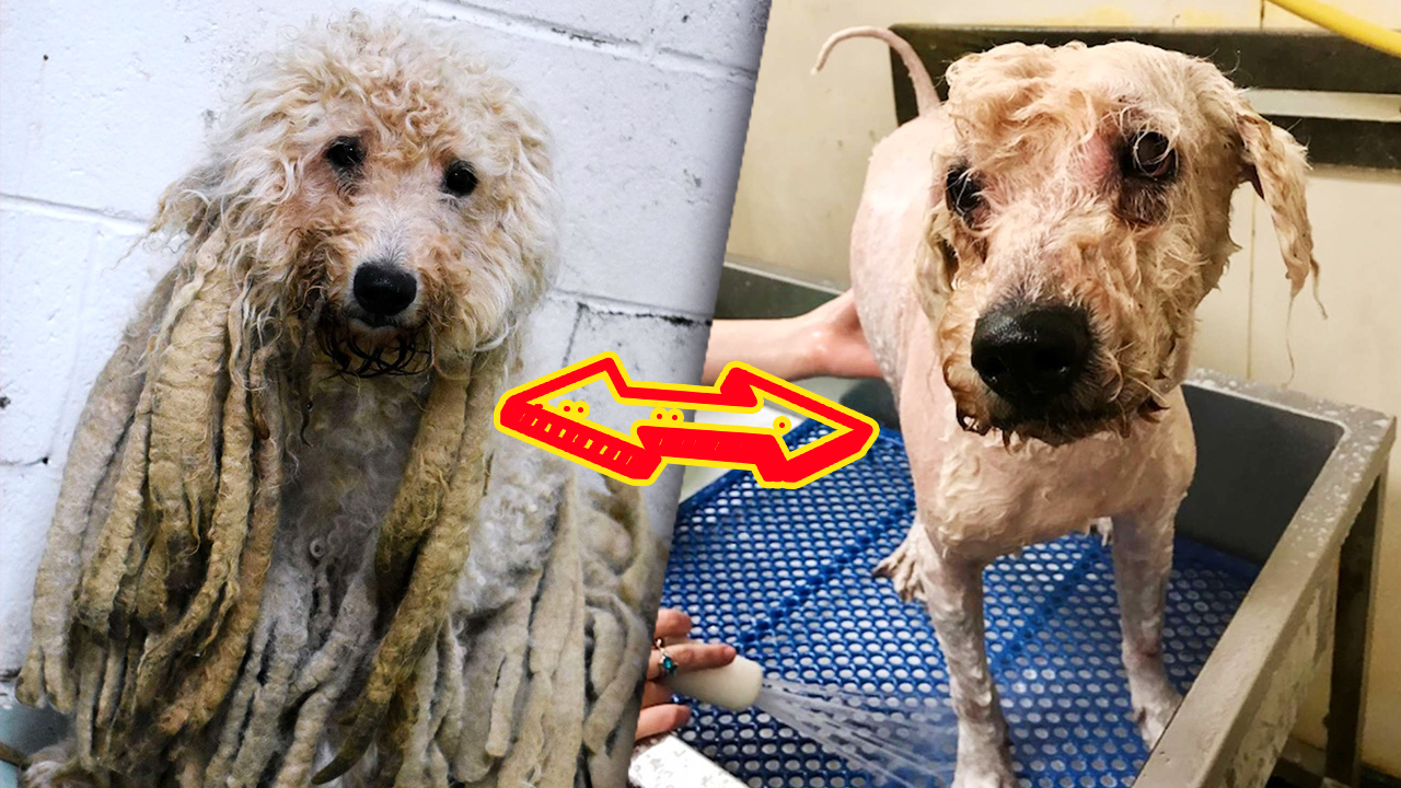 Из-за жутких колтунов пудель не мог нормально жить. Его шерсть превратилась в самые настоящие дреды смотреть онлайн