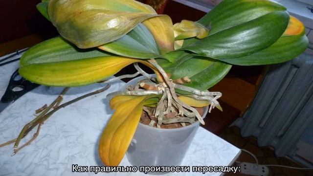 Почему у орхидеи вянут листья и мягкие смотреть онлайн