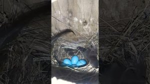 Восточная сиалия отложила 5 яиц в скворечнике!   #eggs #nest