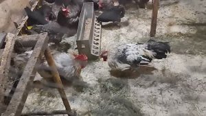 Петушиные бои от дяди Бо