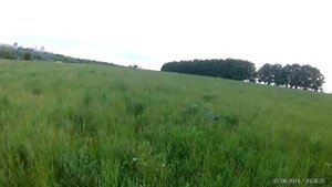 Натаска спаниеля по коростелю (подъем 2)