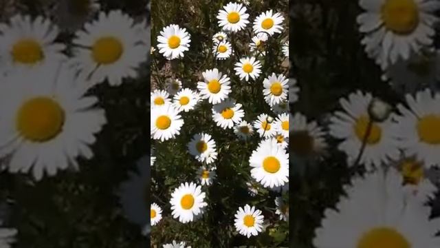 Asteraceae bellis - fresh as a daisy