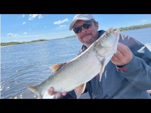 Блесна - подарок друга. Жерех от неё в восторге! Рыбалка на волжских перекатах.