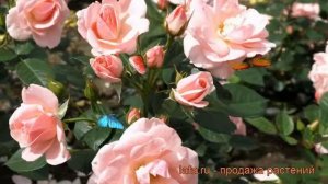 Роза флорибунда Астрид Линдгрен ? обзор: как сажать, саженцы розы Астрид Линдгрен