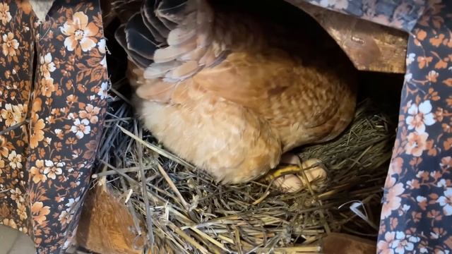 Для тех кто не знает Куры несушки живут на даче сами