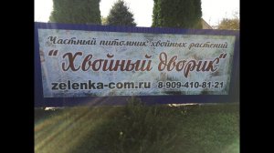 Сеянцы хвойных растений на доращивание в питомнике "Хвойный дворик" - 08.11.2019