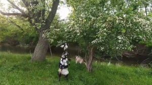 Сколько сливочного масла получится из 1 л сливок? / каким же будет наш козовник?? /будни деревенски