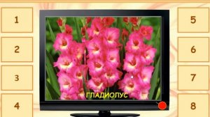 Что растет на клумбе?