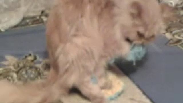 кот трахает мочалку смотреть онлайн