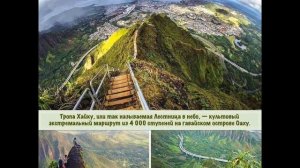 ДЕРЕВЬЯ РАЗНЫХ СТРАН МИРА