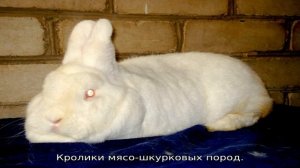 Породы кроликов