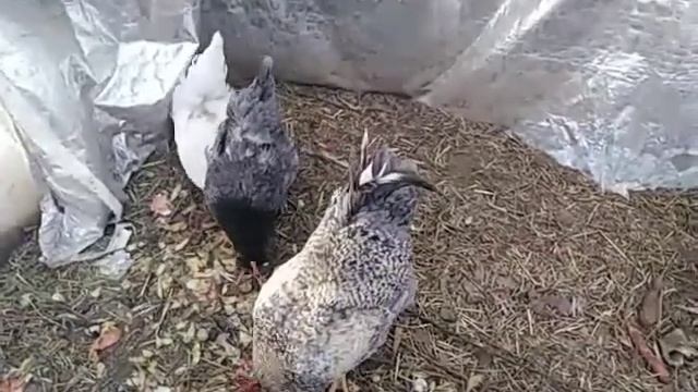 Неоплодотворенные яйца ?????? смотреть онлайн