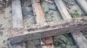 КАК СПАСТИ КОРНЕВУЮ ШЕЙКУ ПЛОДОВЫХ