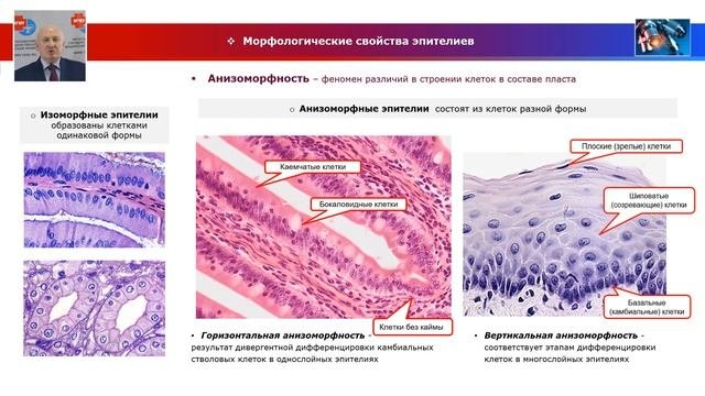 Эпителиальная ткань гистология. Источники развития эпителиальных тканей. Морфология эпителиальной ткани. Эпителиальная ткань. Покровная эпителиальная ткань рисунок.