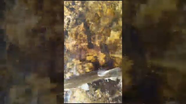 Как надо ловить рыбу руками? смотреть онлайн