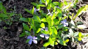 #почвопокровники #барвинок #многолетник / Барвинок ( лат. vinca minor) голубоглазый  почвопокровник