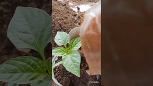 Пикировка перца из кассет. Как пикировать перец?