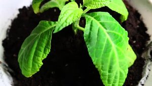 Сальвиа Дивинорум | Salvia Divinorum  | Шалфей Предсказателей #3  01.05.23