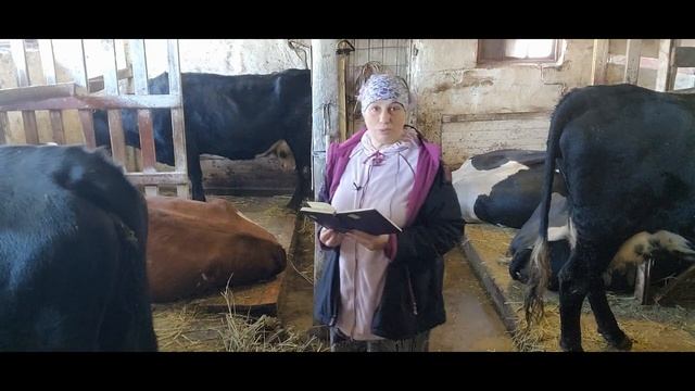 Кормление коров и телят