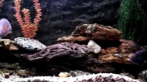 Восьмиполосая цихлазома, с мальками