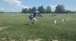 Дар Даршаны Жура vs Мият Ерби. "Край Кедровый". Всепородная выставка собак