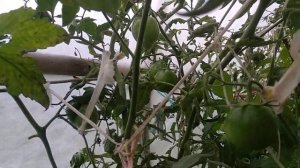 ОБЗОР СОРТА КУМАТО | ПОМИДОРЫ, ТОМАТЫ